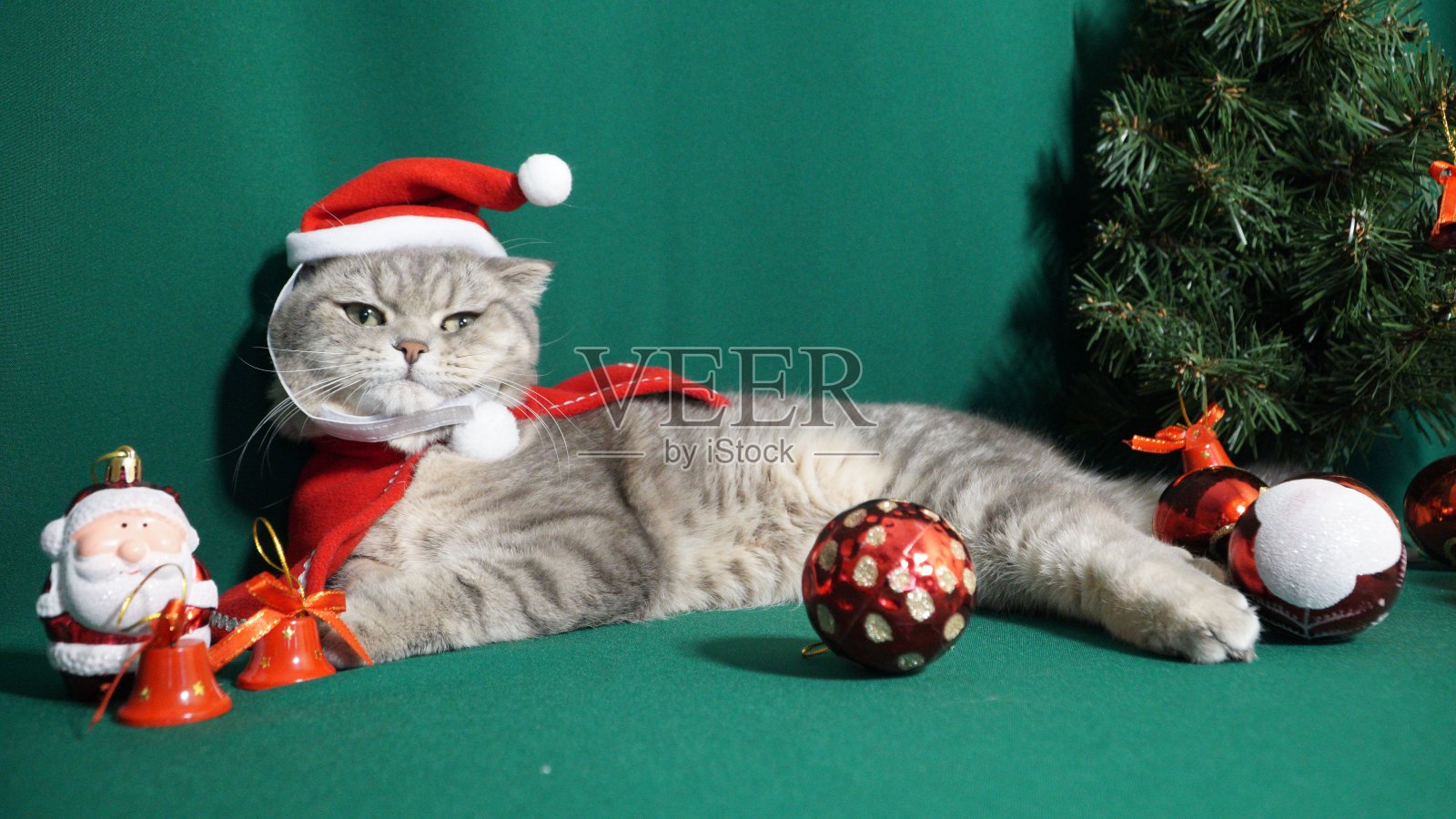 一只可爱的圣诞猫。圣诞节和新年庆祝概念照片摄影图片