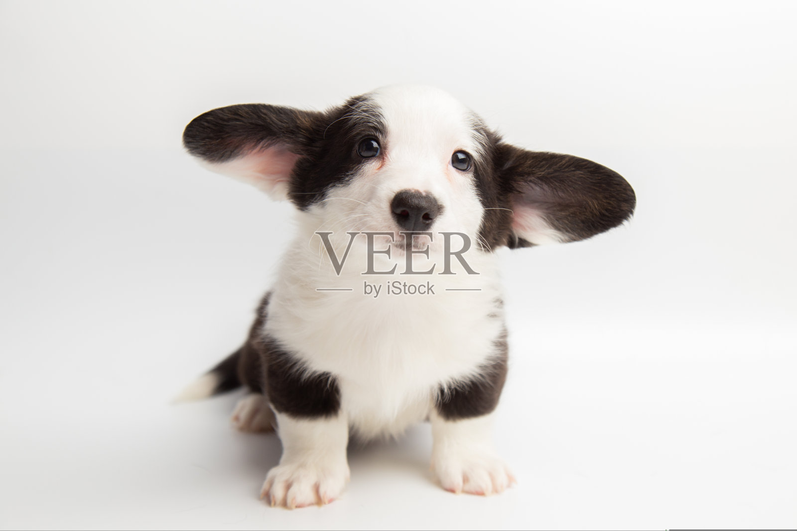 威尔士柯基羊毛衫可爱毛茸茸的小狗狗。有趣的动物在白色背景与复制空间照片摄影图片