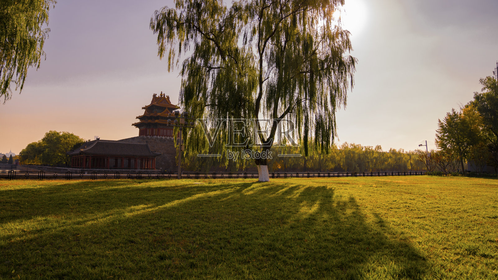 北京紫禁城秋银杏照片摄影图片