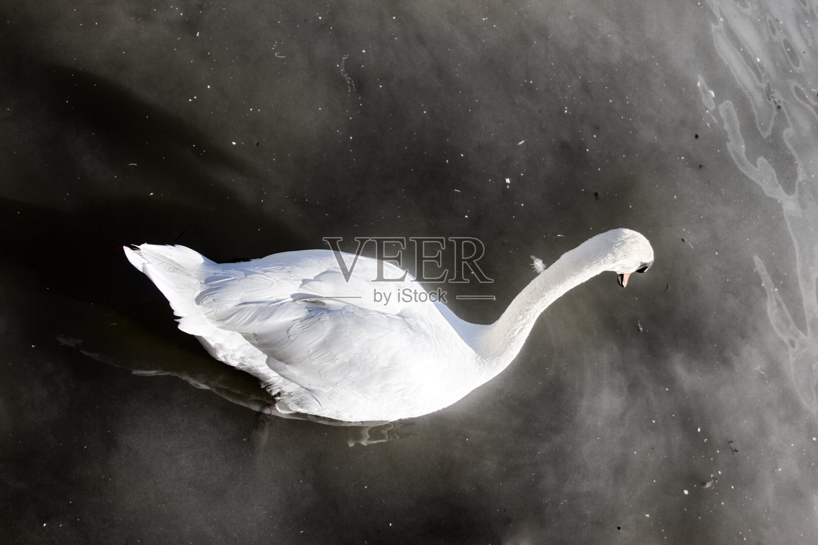 城市的池塘和公园里的沉默的天鹅照片摄影图片