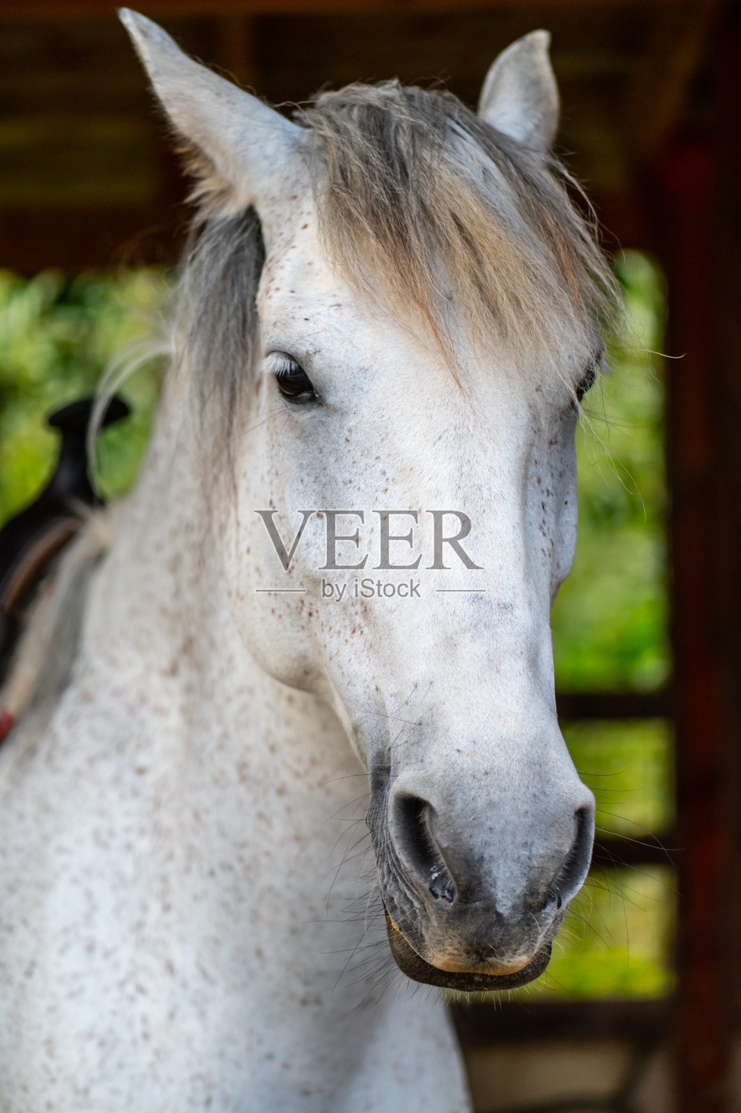 农场里一个白马头的细节。有棕色斑点的白马。照片摄影图片