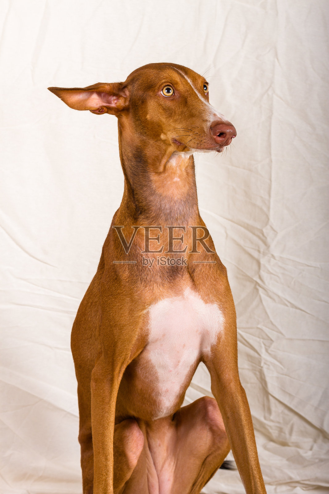 金丝雀波登科照片摄影图片