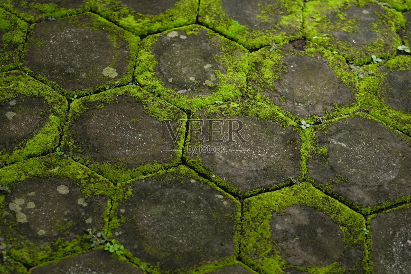 苔藓覆盖层照片摄影图片