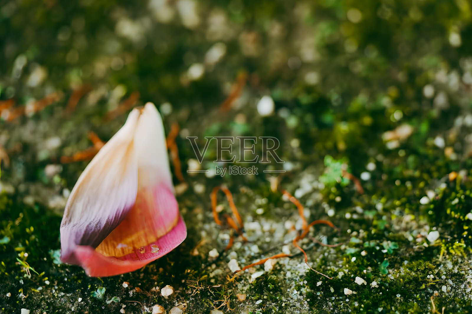 莲花-05照片摄影图片