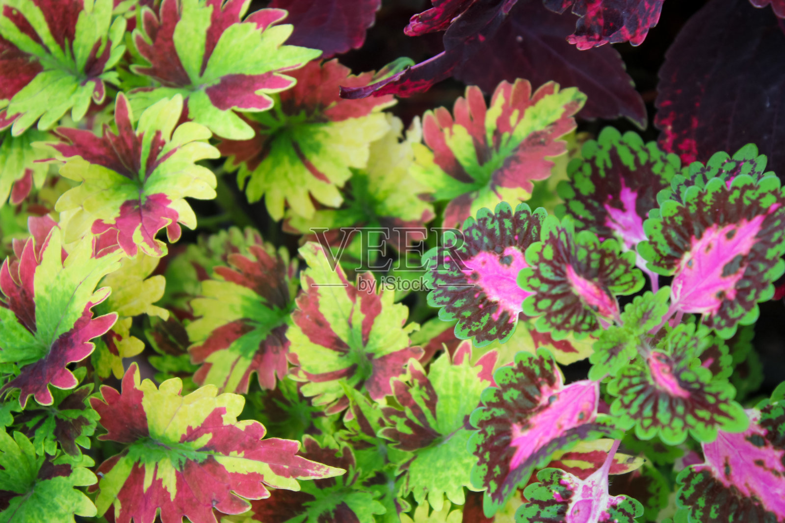 大自然和美丽的树叶颜色。照片摄影图片