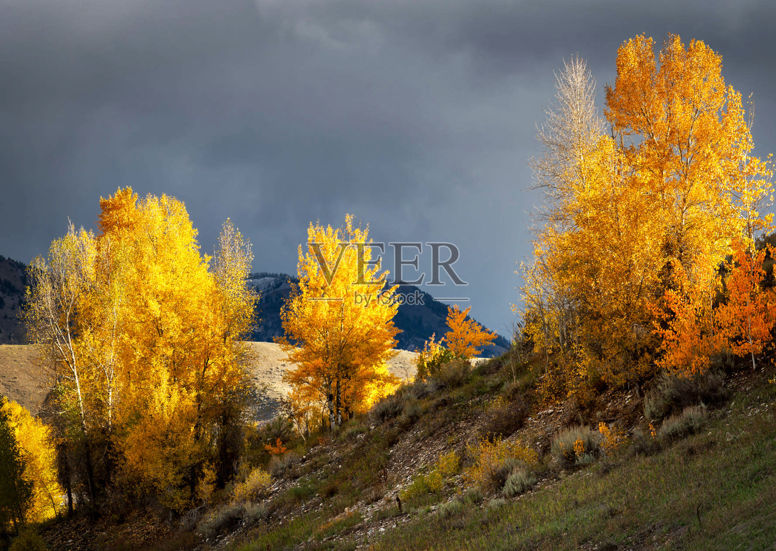 美丽的阿斯彭秋季图片照片摄影图片