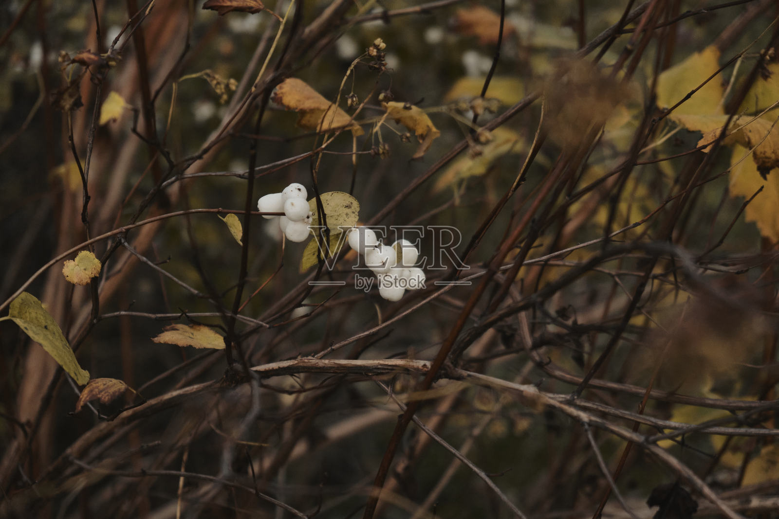 深秋，金银花科金银花属落叶灌木上的白色浆果照片摄影图片