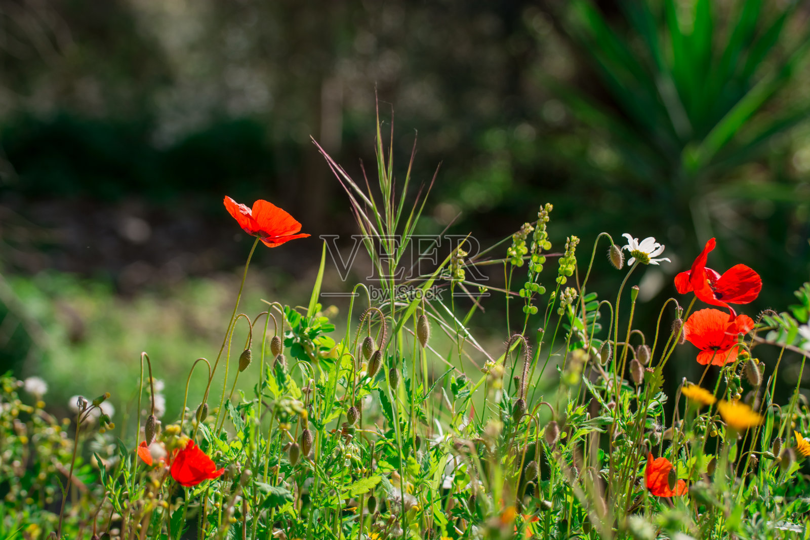 自然背景，春暖花开照片摄影图片