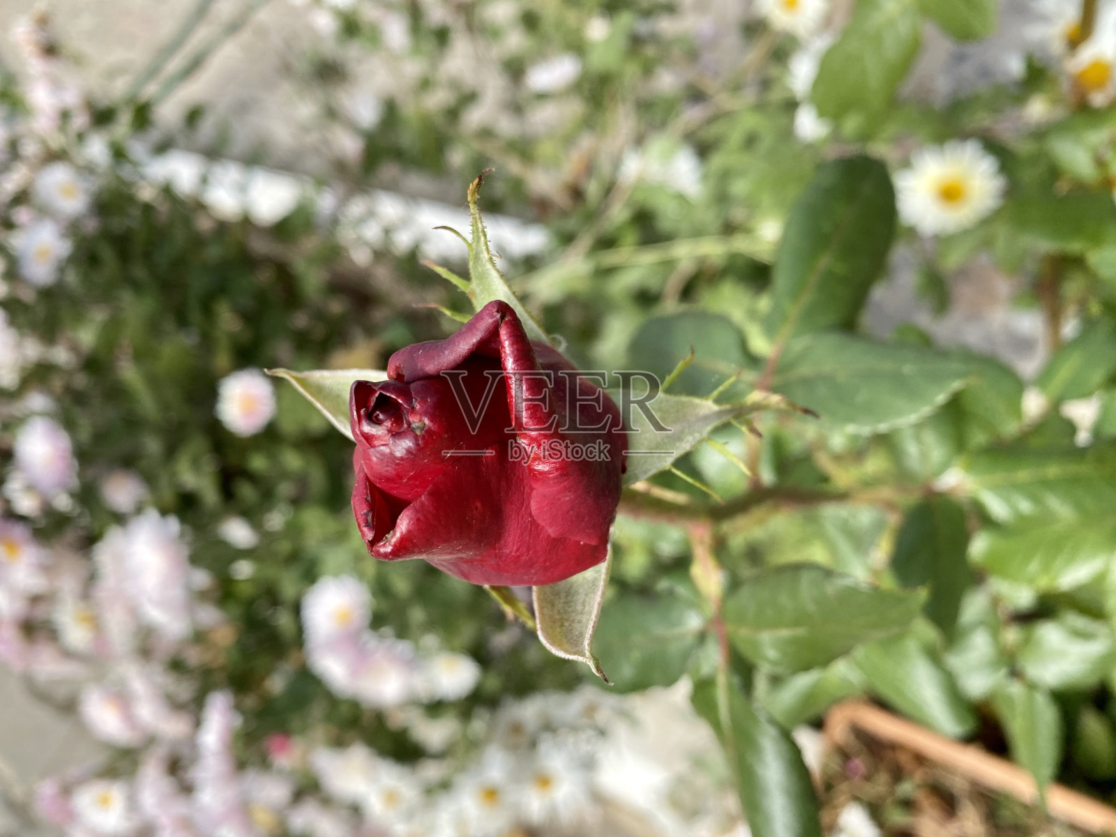 红玫瑰生长在冬天照片摄影图片