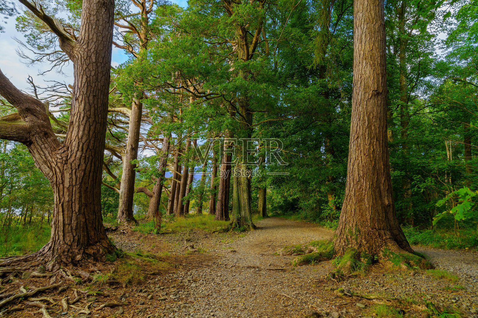 湖区Calfclose湾树木间的步道照片摄影图片