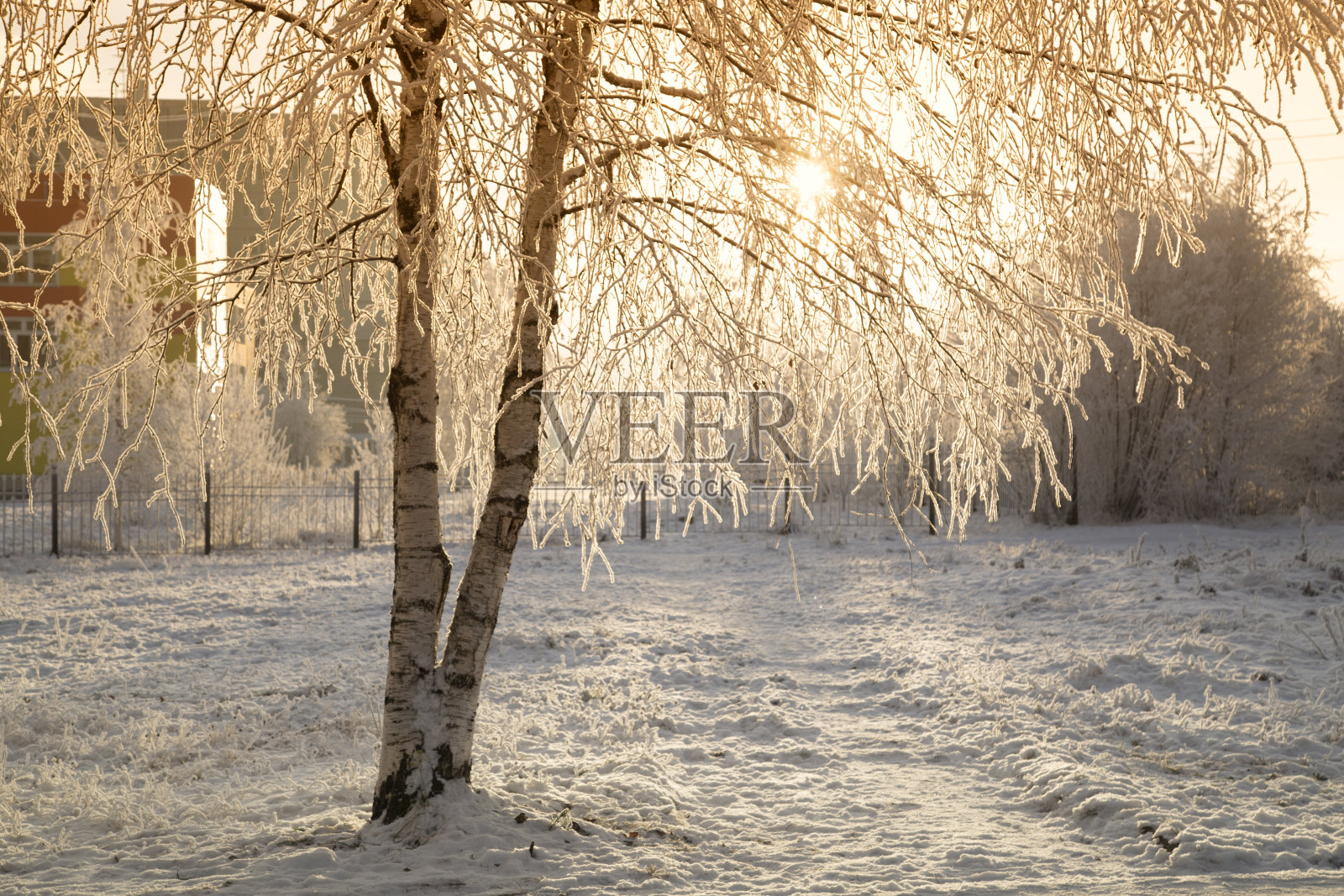 城市公园的树上结了霜。照片摄影图片