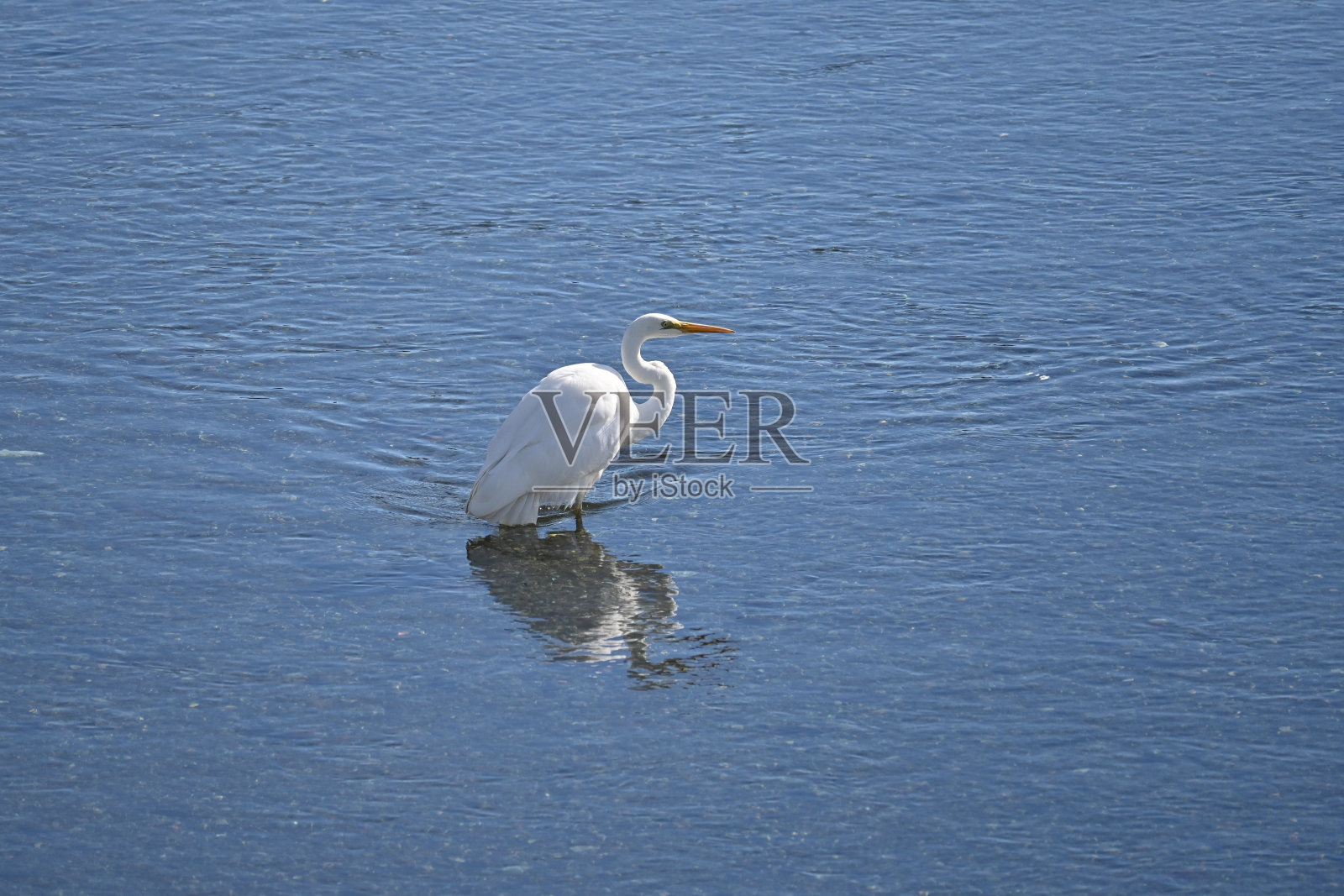 白鹭在小溪中拍打着翅膀。照片摄影图片