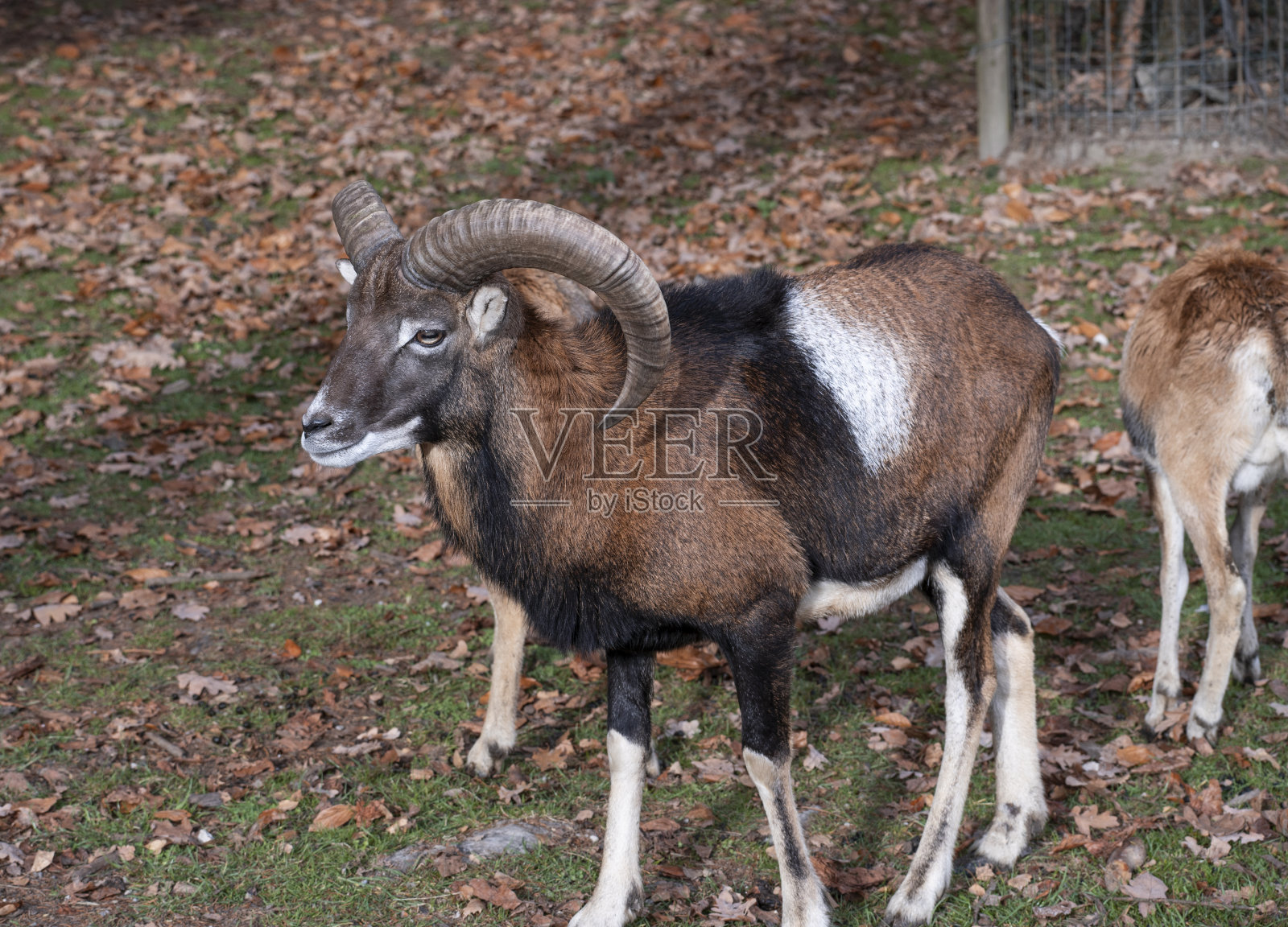 秋天森林里的山羊。照片摄影图片