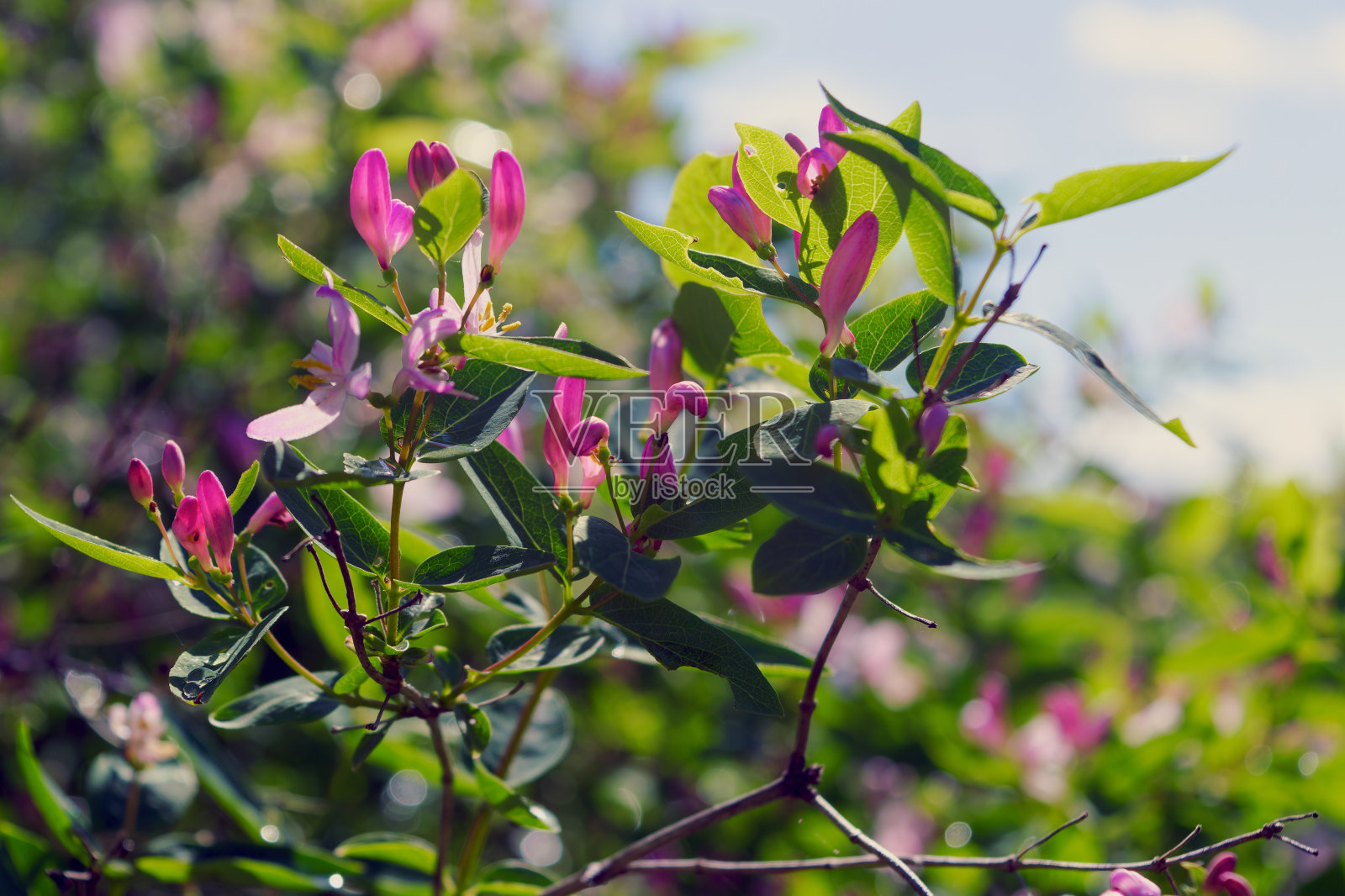 金凤花开花灌木，盛开的白色花朵特写细节，深绿色叶子模糊背景。照片摄影图片