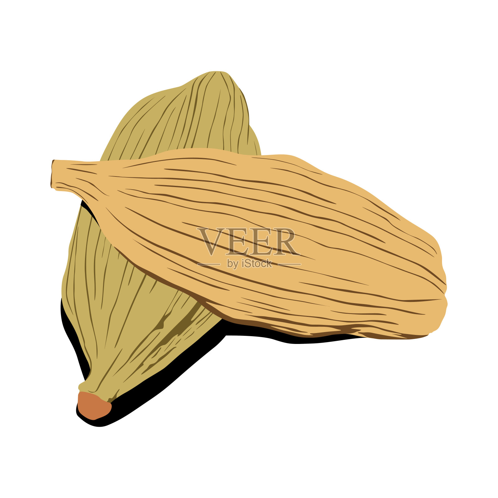 小豆蔻豆荚平面设计，印度香料插画图片素材