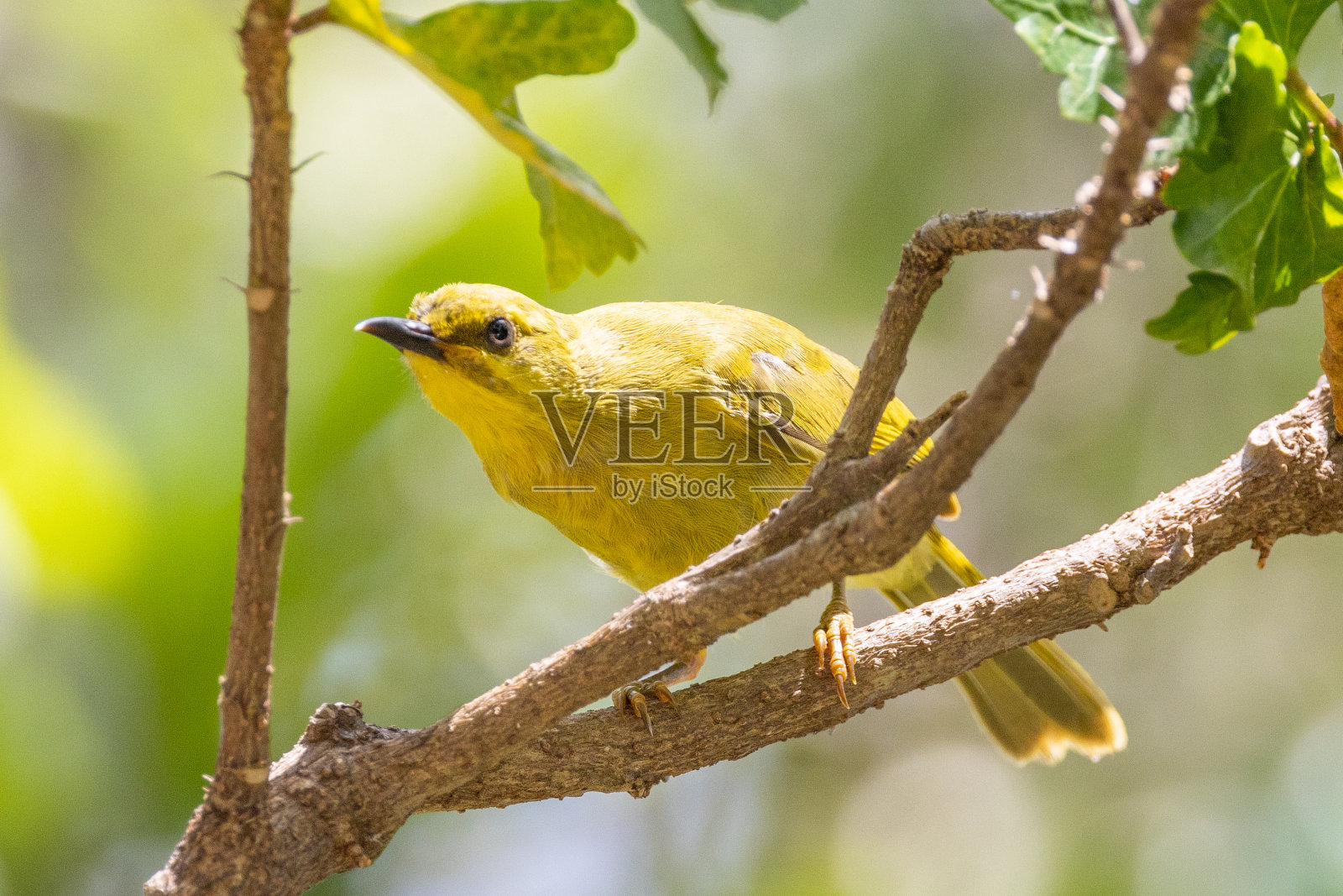 澳大利亚昆士兰的黄色蜜雀照片摄影图片