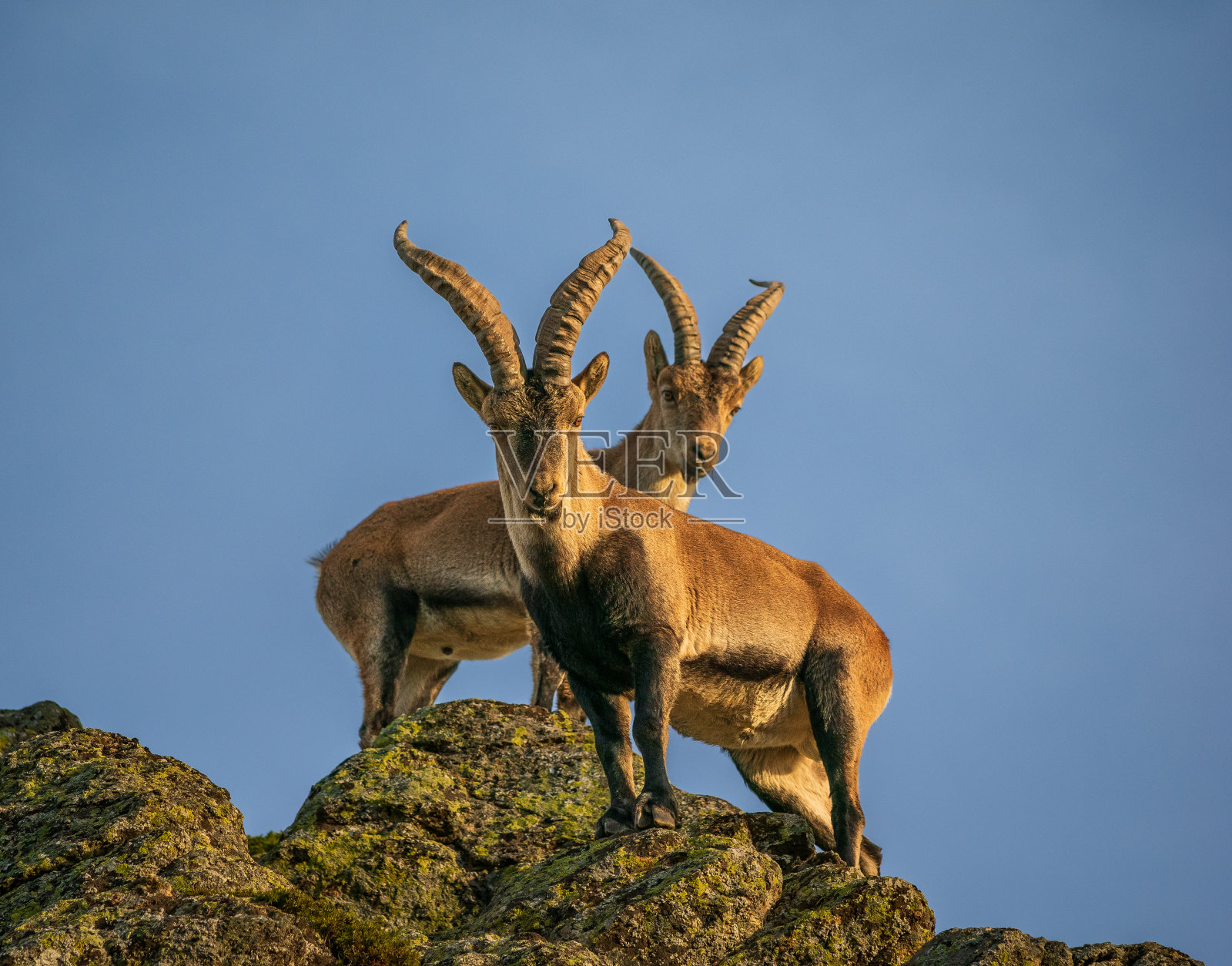 野山羊照片摄影图片