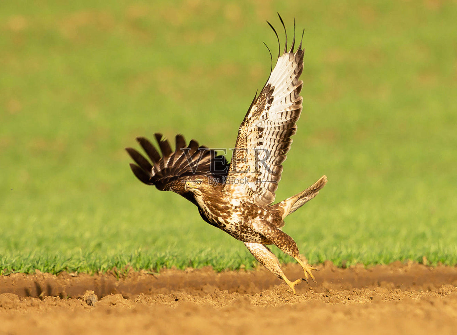 美丽的比利时野生动物图片照片摄影图片