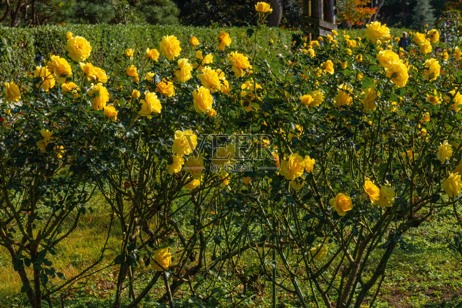 玫瑰花园照片摄影图片