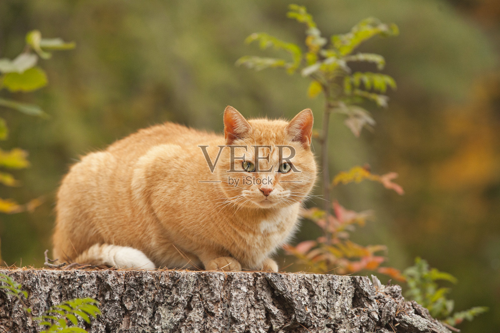 秋天的时候，户外有一只又肥又黄的大猫照片摄影图片