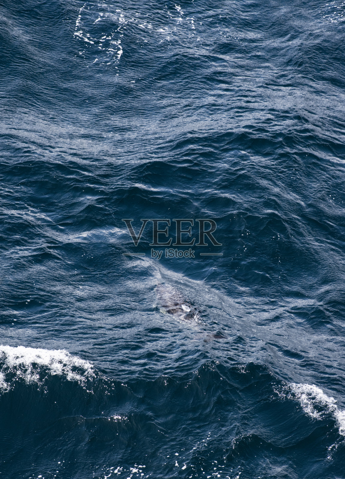 沙漏形海豚跳跃照片摄影图片