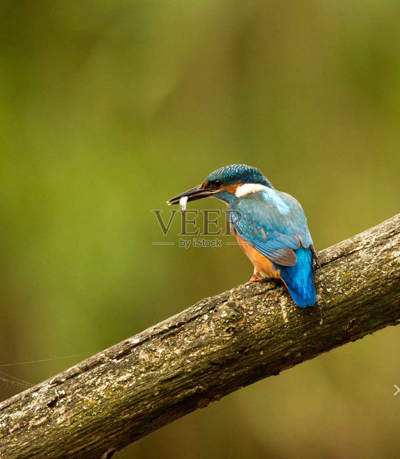 美丽的比利时野生动物图片照片摄影图片