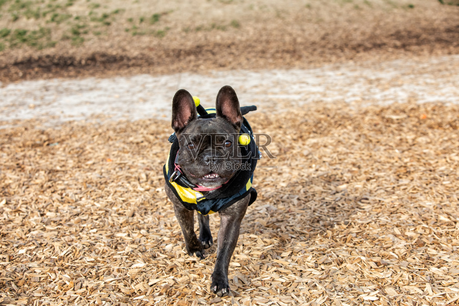 一只穿着蜜蜂服装的黑色法国斗牛犬看着你照片摄影图片
