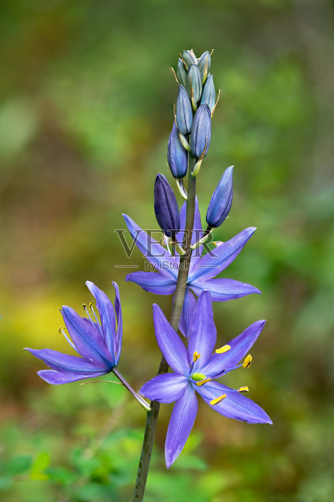 加拿大不列颠哥伦比亚省温哥华岛北萨尼奇霍斯山上盛开的紫色卡马斯花照片摄影图片