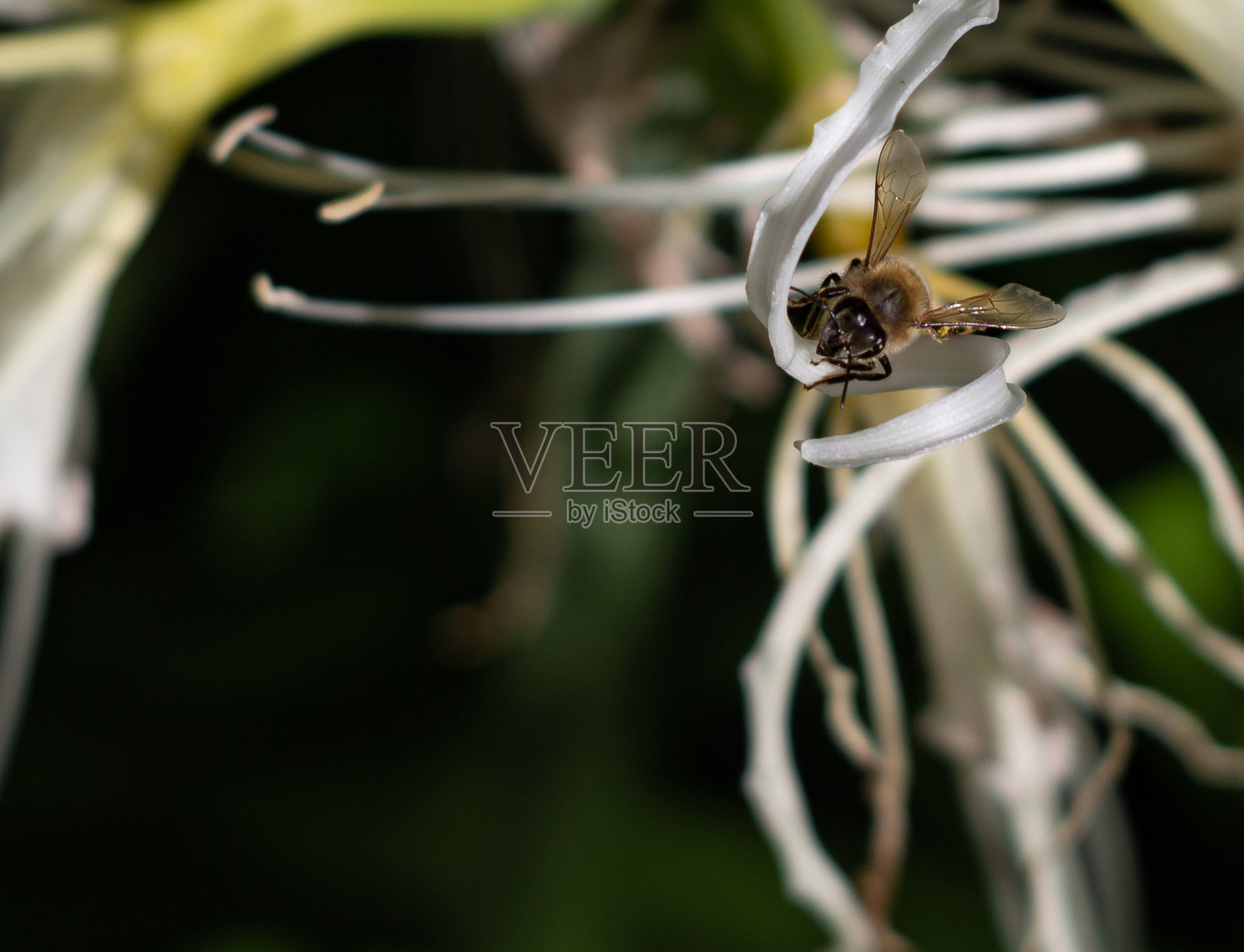 蜜蜂在花上照片摄影图片