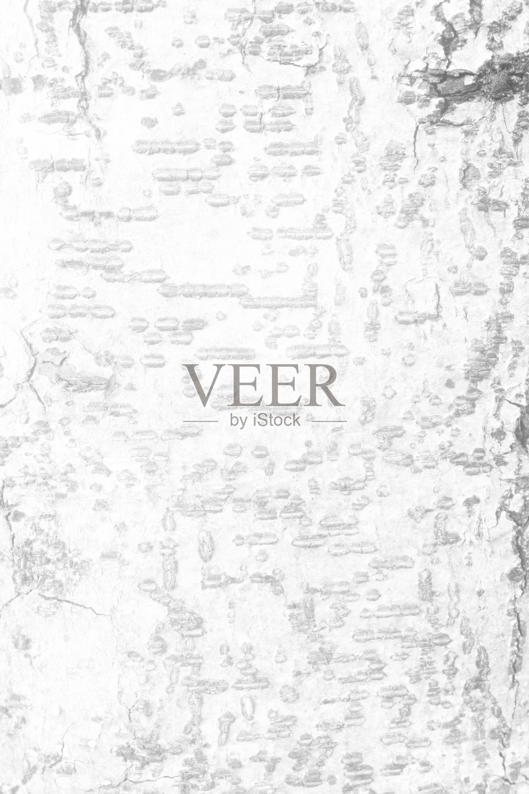 白色树皮纹理背景，适合演示和背景。照片摄影图片