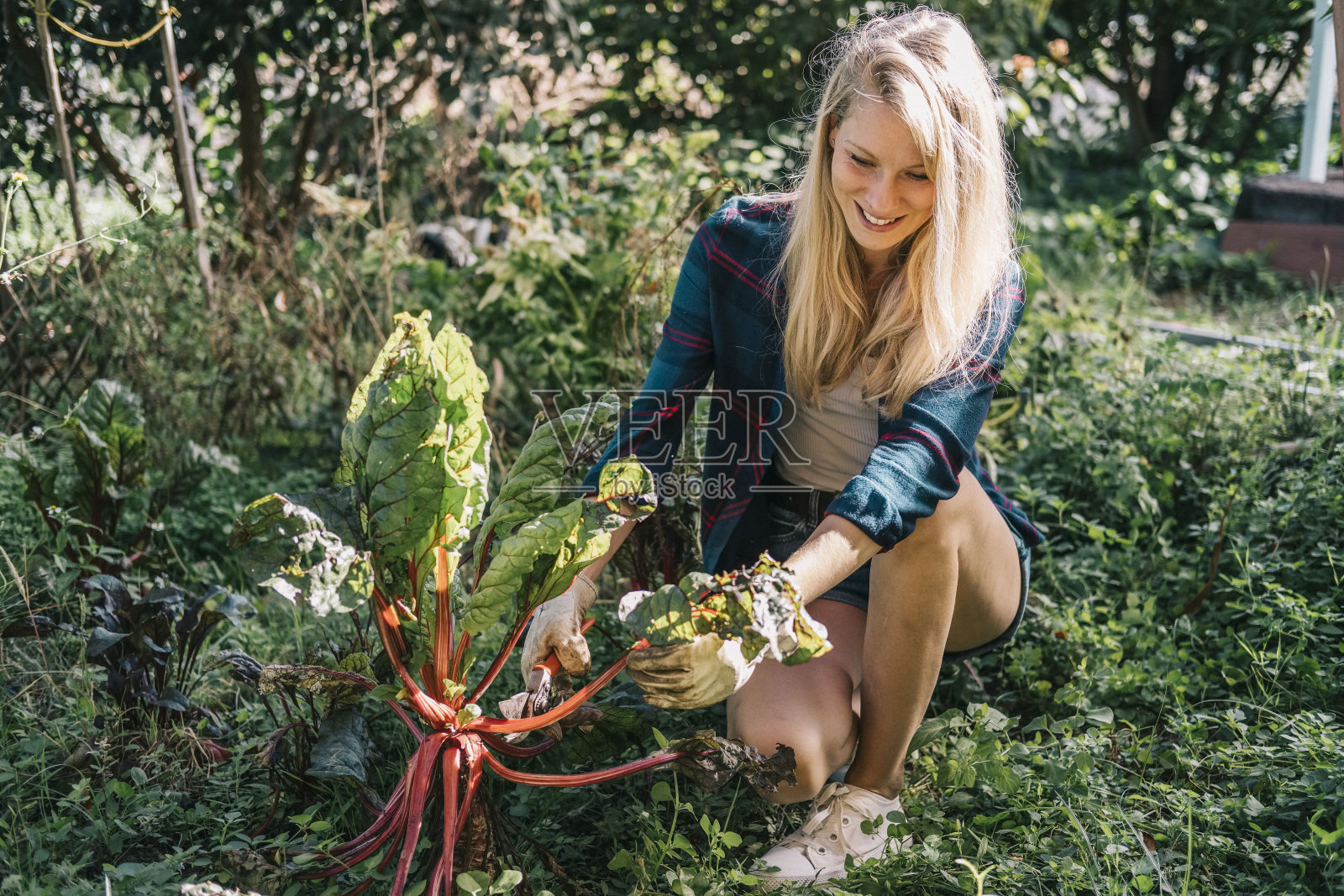 一个在有机花园种甜菜的小女孩。她是一位30多岁的金发白人女性。照片摄影图片