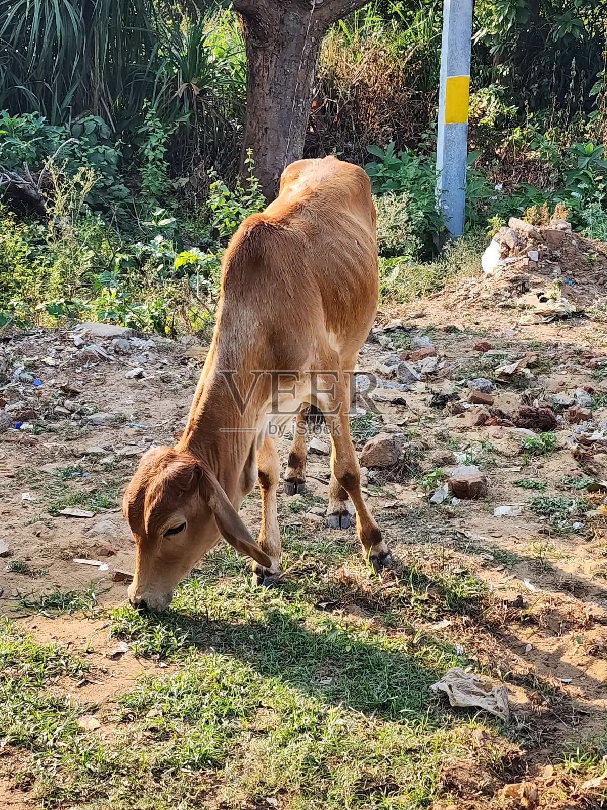 小牛在吃草照片摄影图片