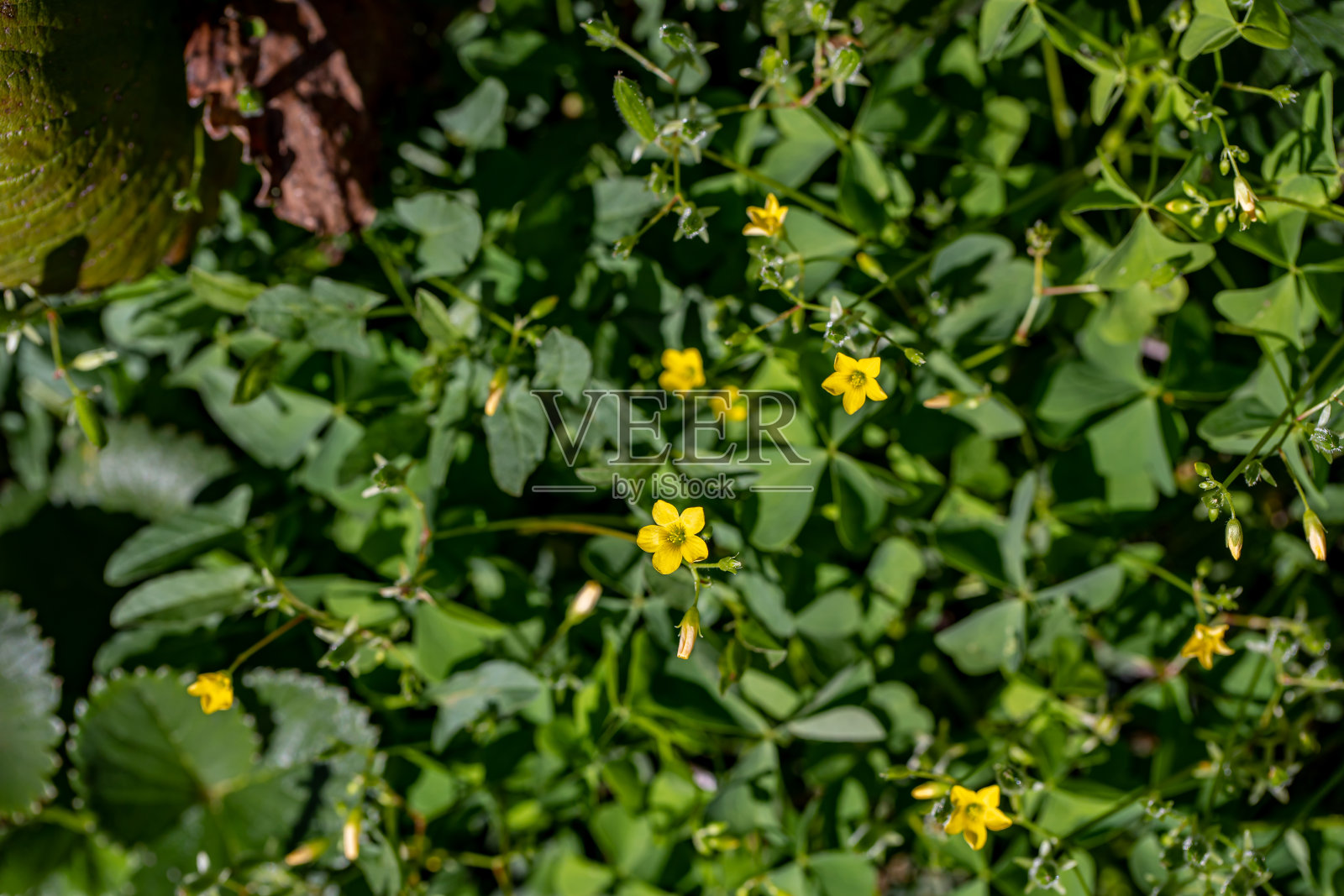 草地上生长的酢浆草花照片摄影图片