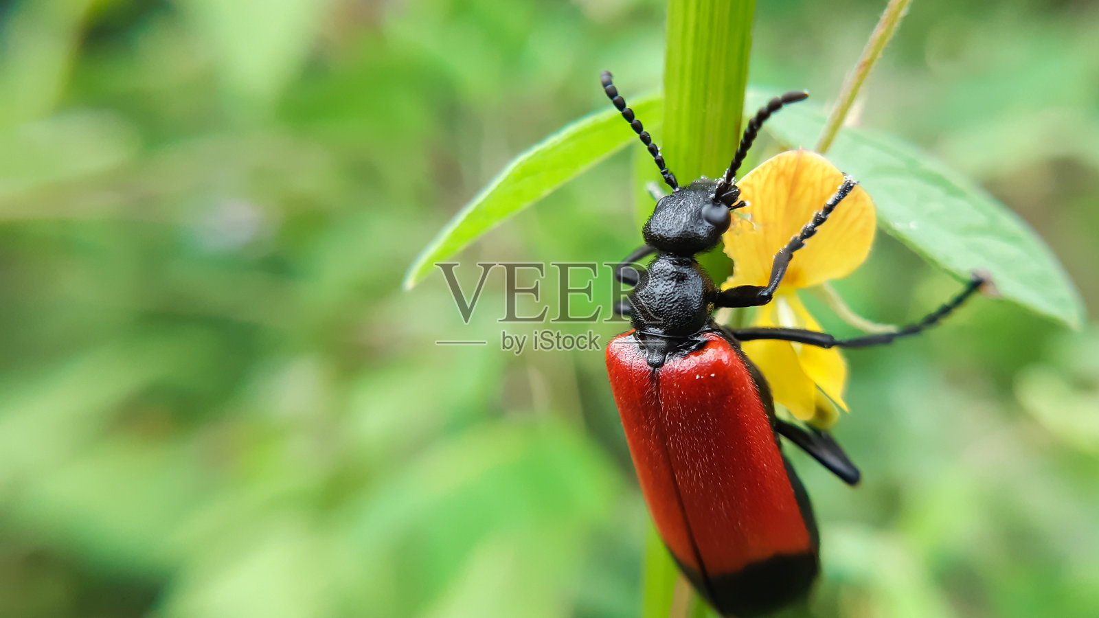 夏日里，一只黑色和红色的甲虫正在吃花照片摄影图片