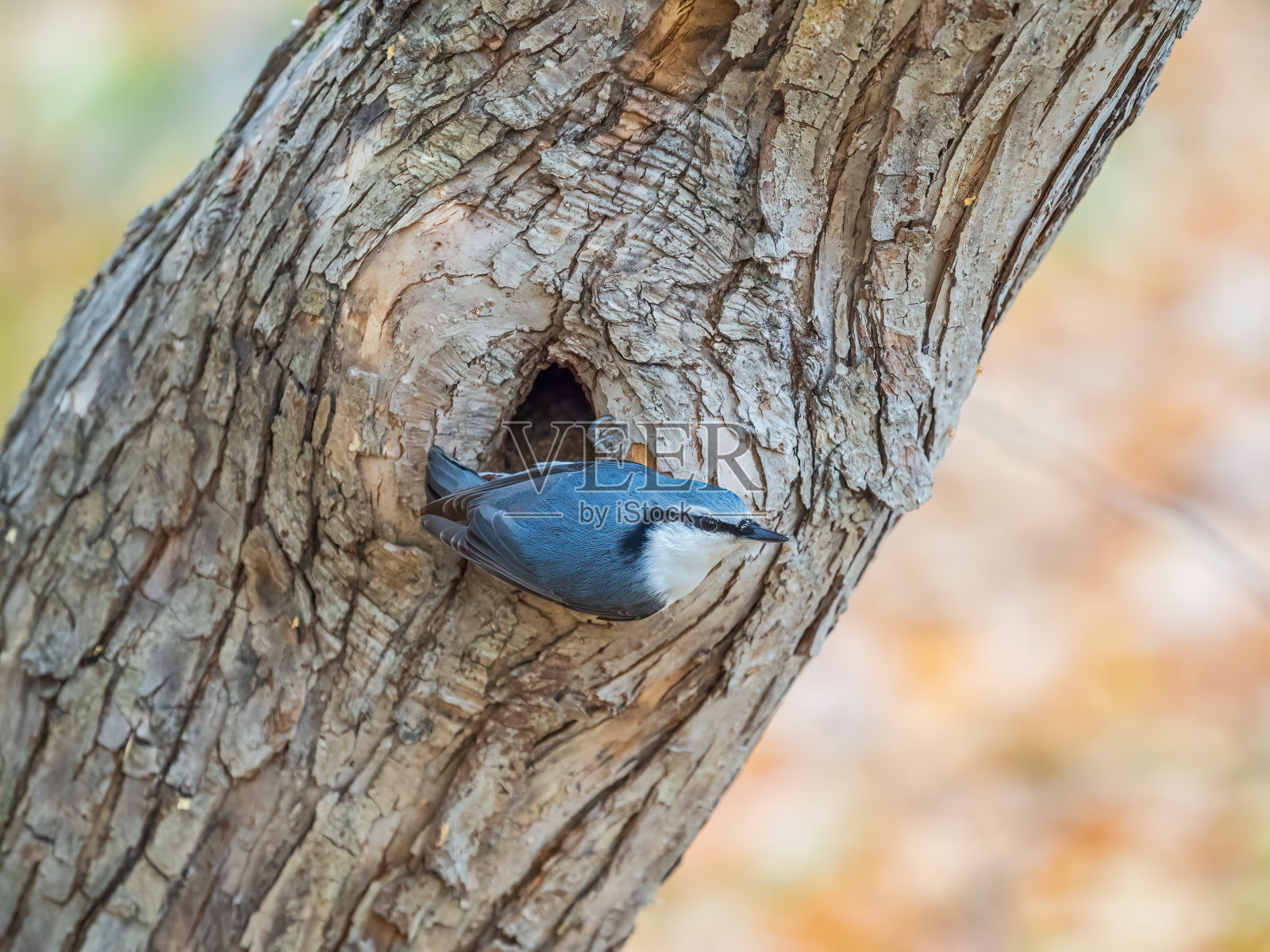欧亚五子草或木五子草。木卫二，坐在树干上，背景模糊。照片摄影图片