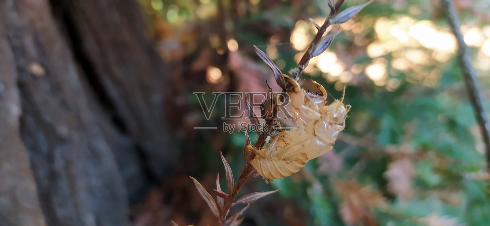 树枝上的干蟑螂昆虫化石照片摄影图片