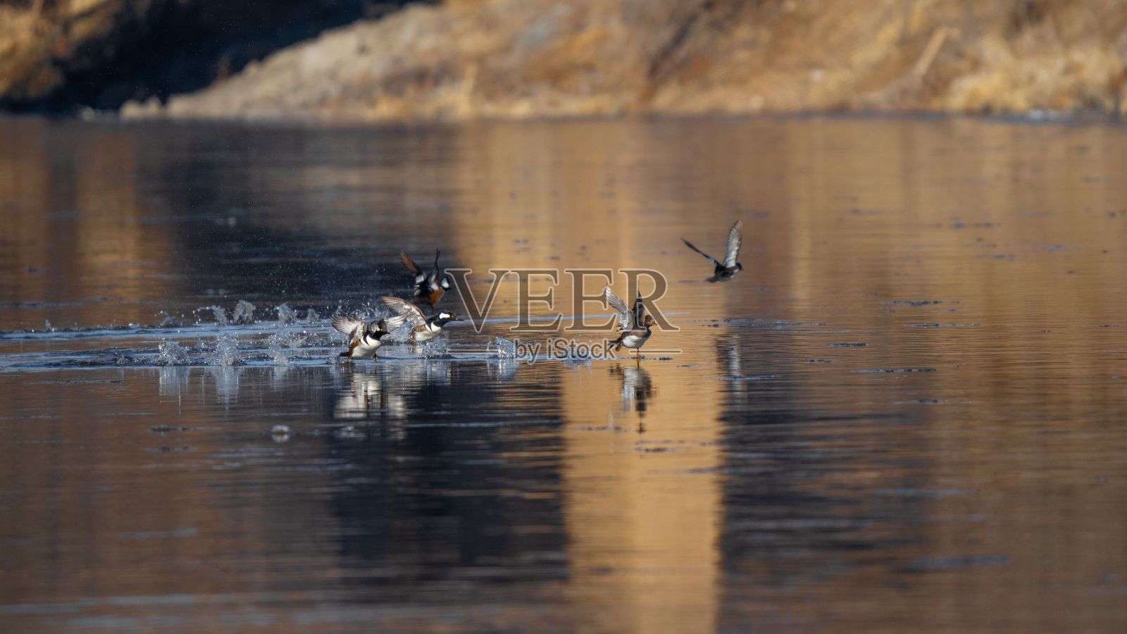 一群戴头巾的mergander在湖面上飞行的特写照片摄影图片
