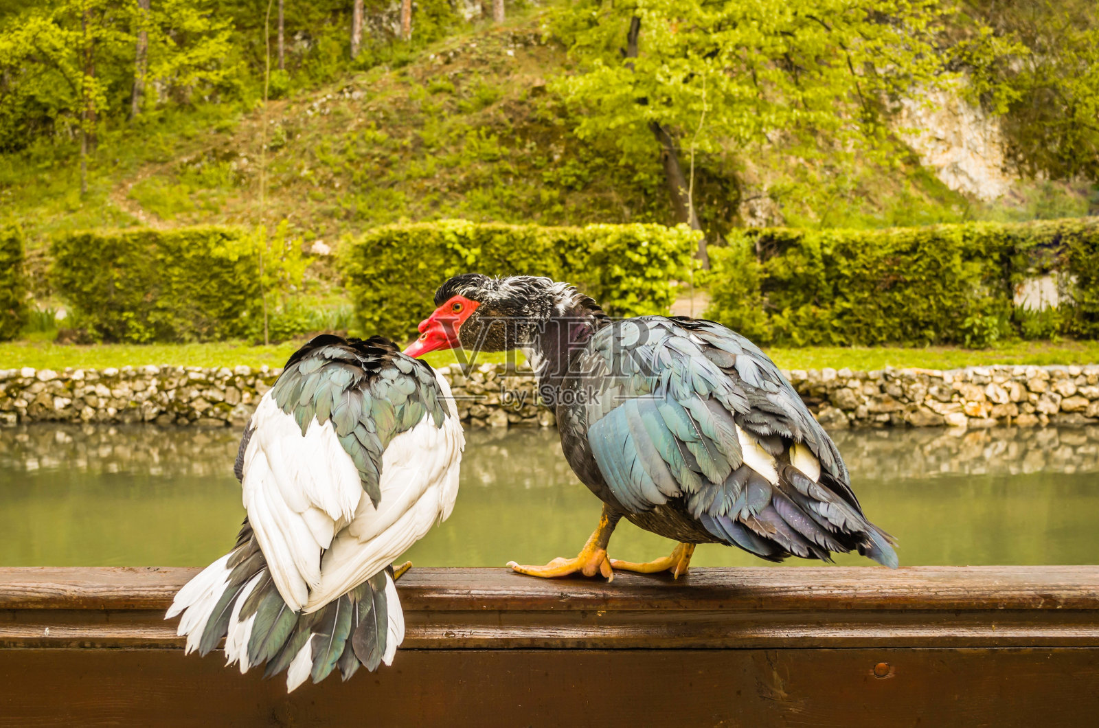 木制栅栏上黑白相间的野鸭肖像照片摄影图片
