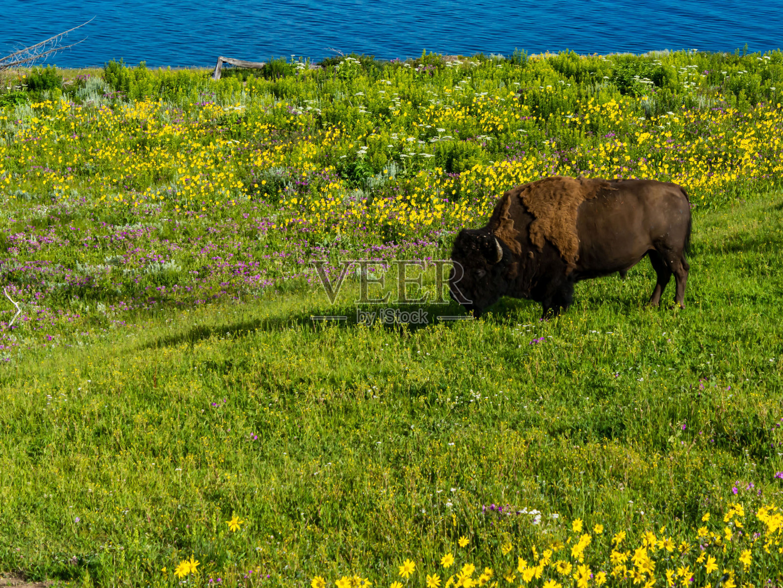 在草地上吃草的黄石野牛照片摄影图片