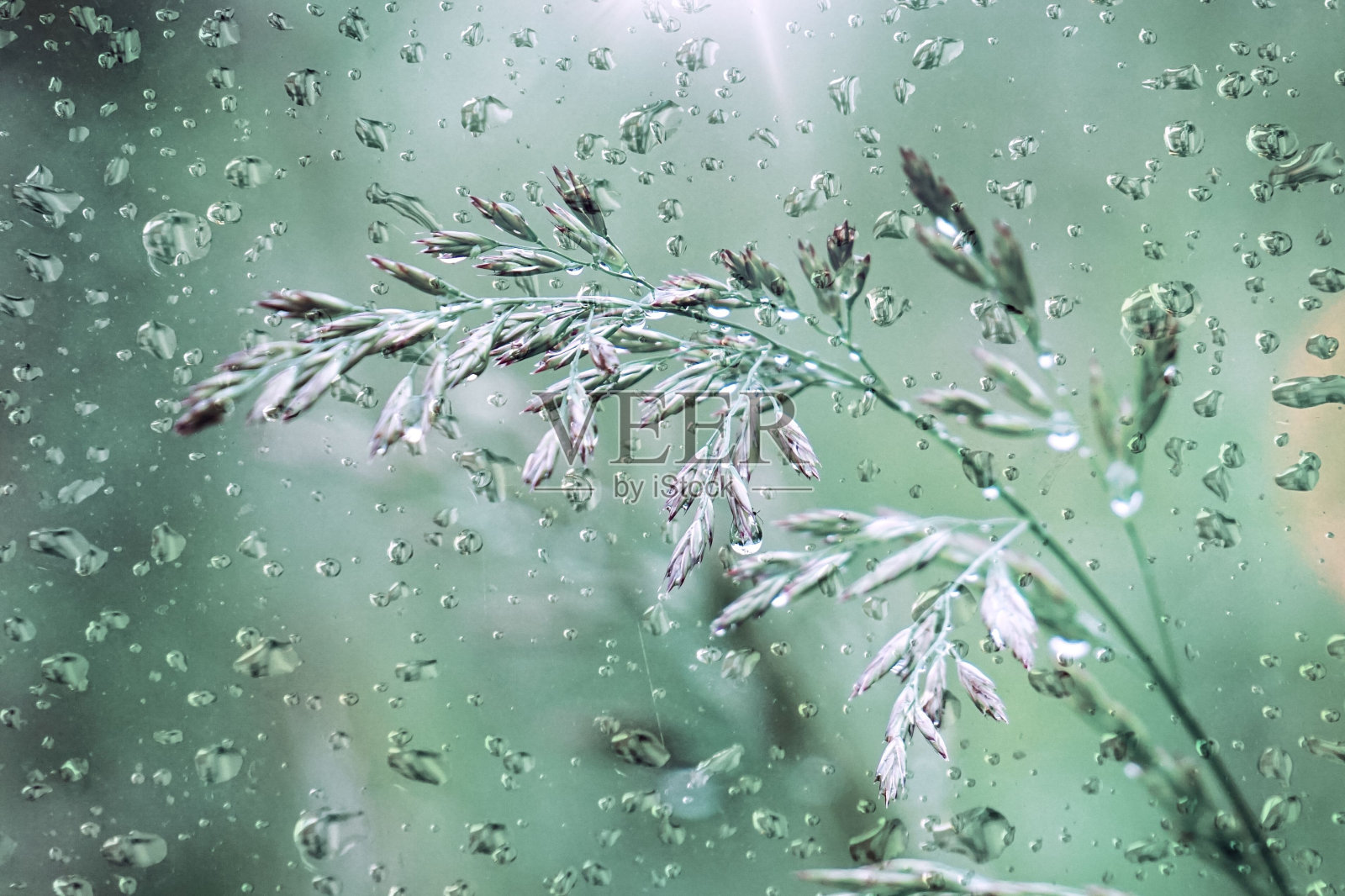 雨点和花在春天的雨天照片摄影图片