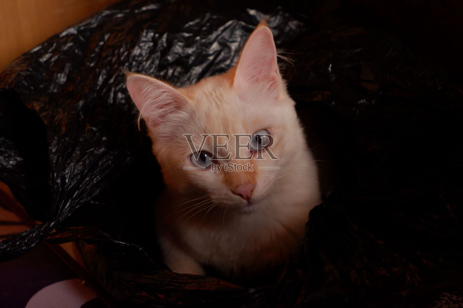 一只可爱的白猫坐在一个袋子里看着相机的特写照片摄影图片