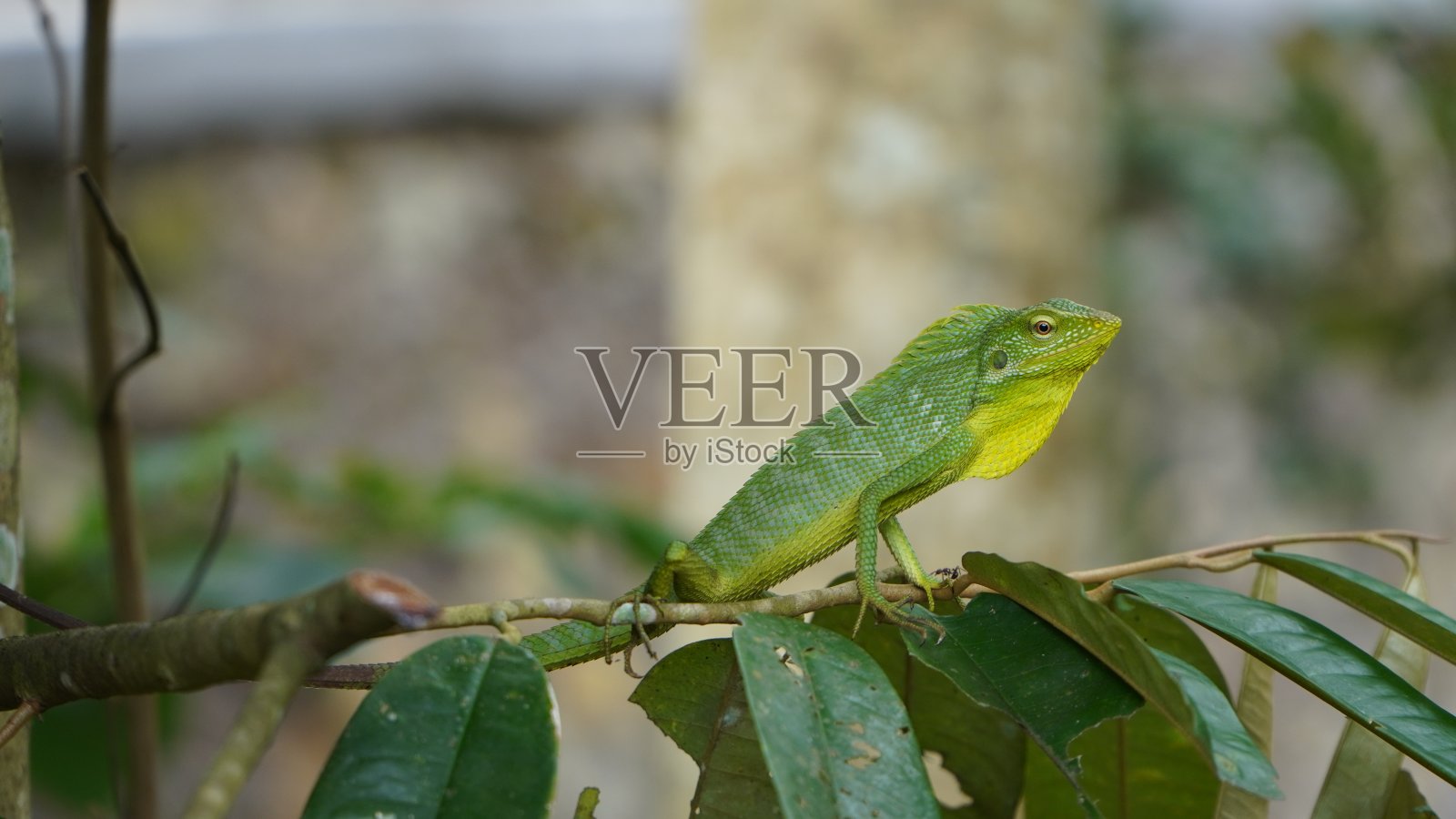 叶子上的变色龙照片摄影图片