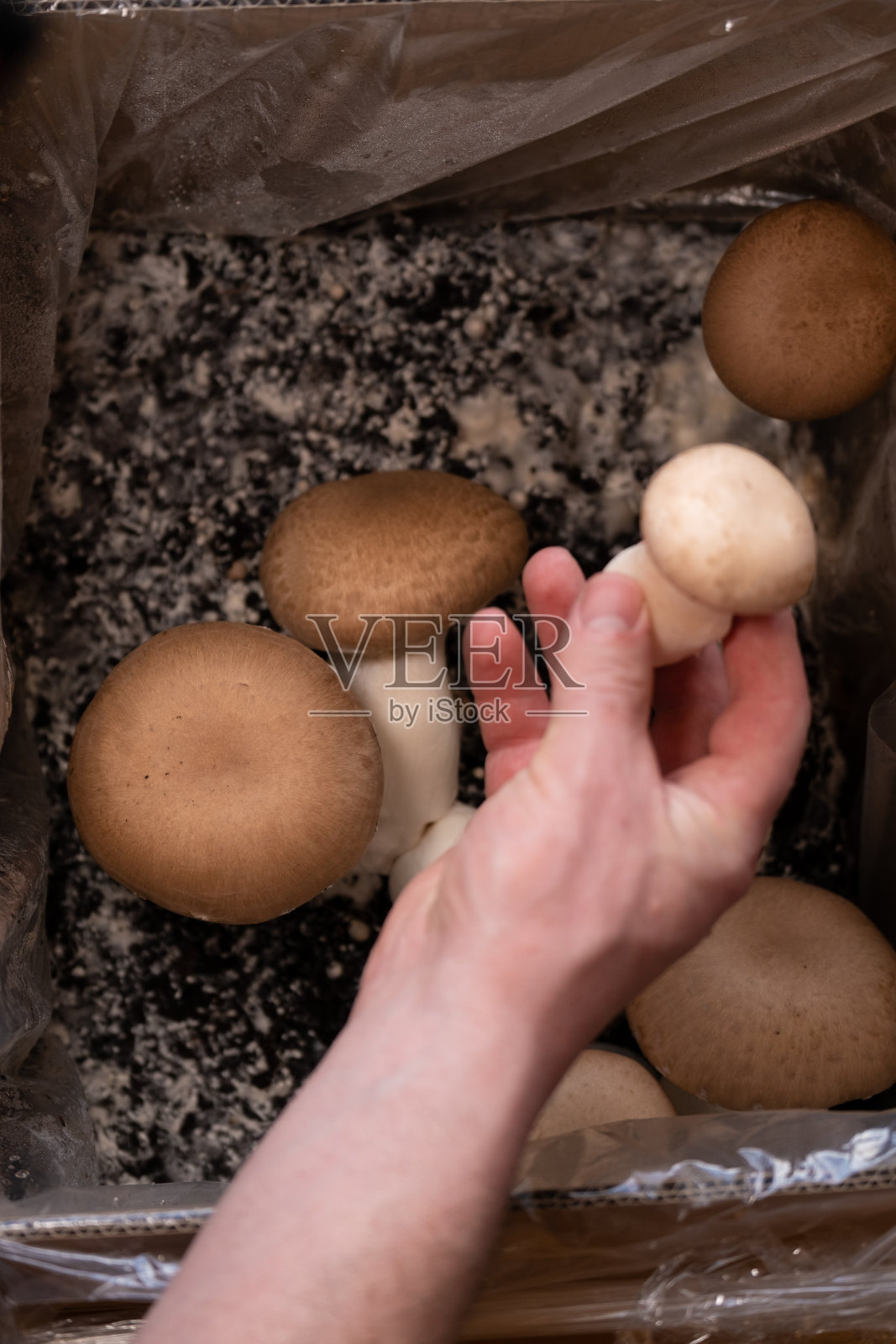 种植和收集冠军。男性手里的棕色蘑菇特写。在家种蘑菇。棕色的冠军在手中在许多冠军的背景照片摄影图片