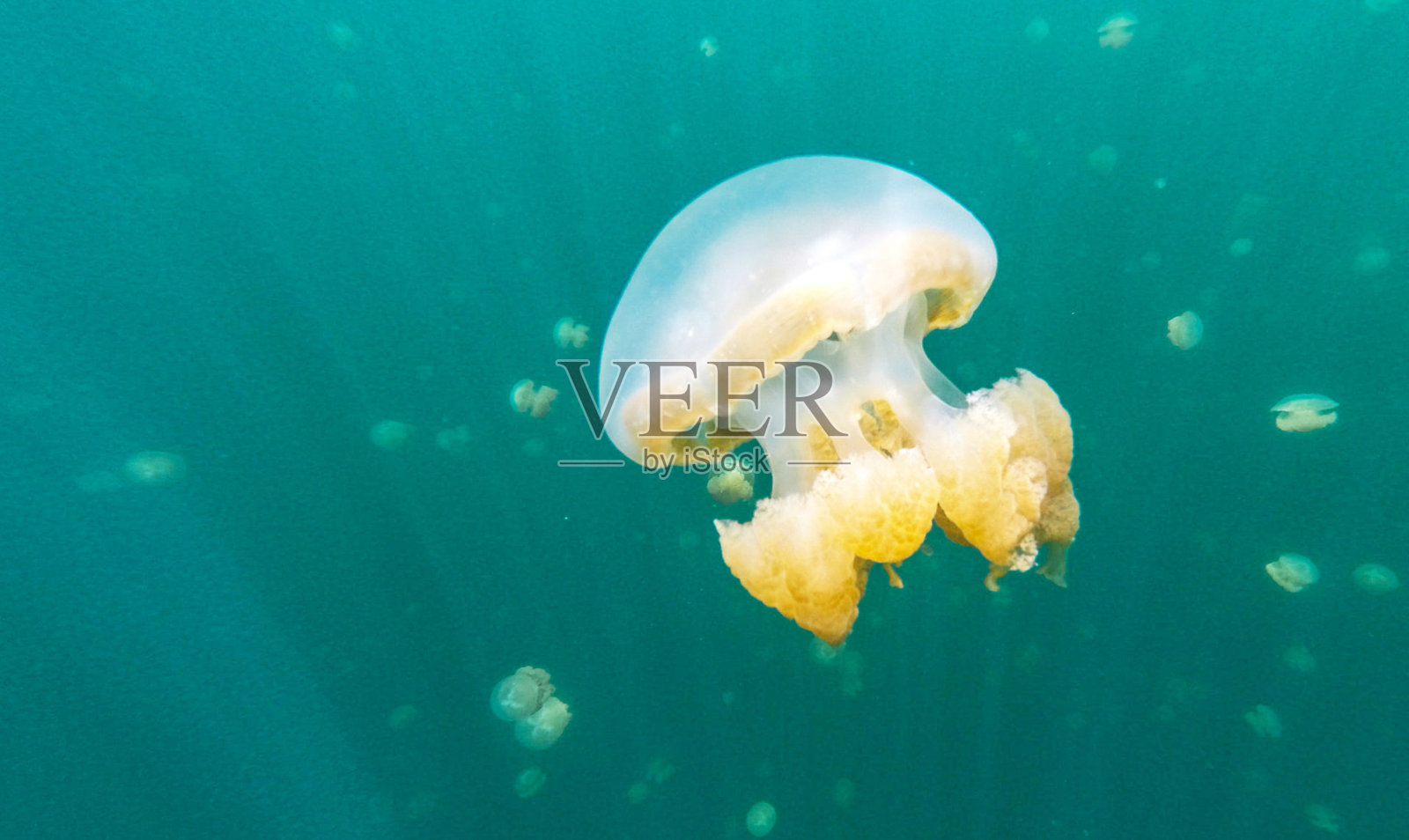 神奇的水下图片照片摄影图片