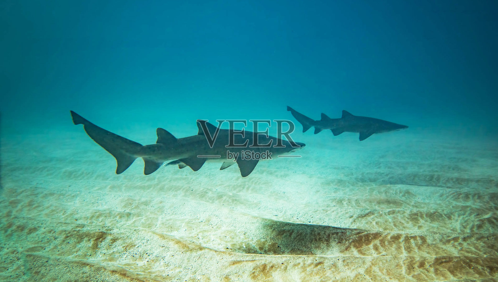 美丽的水下图片照片摄影图片