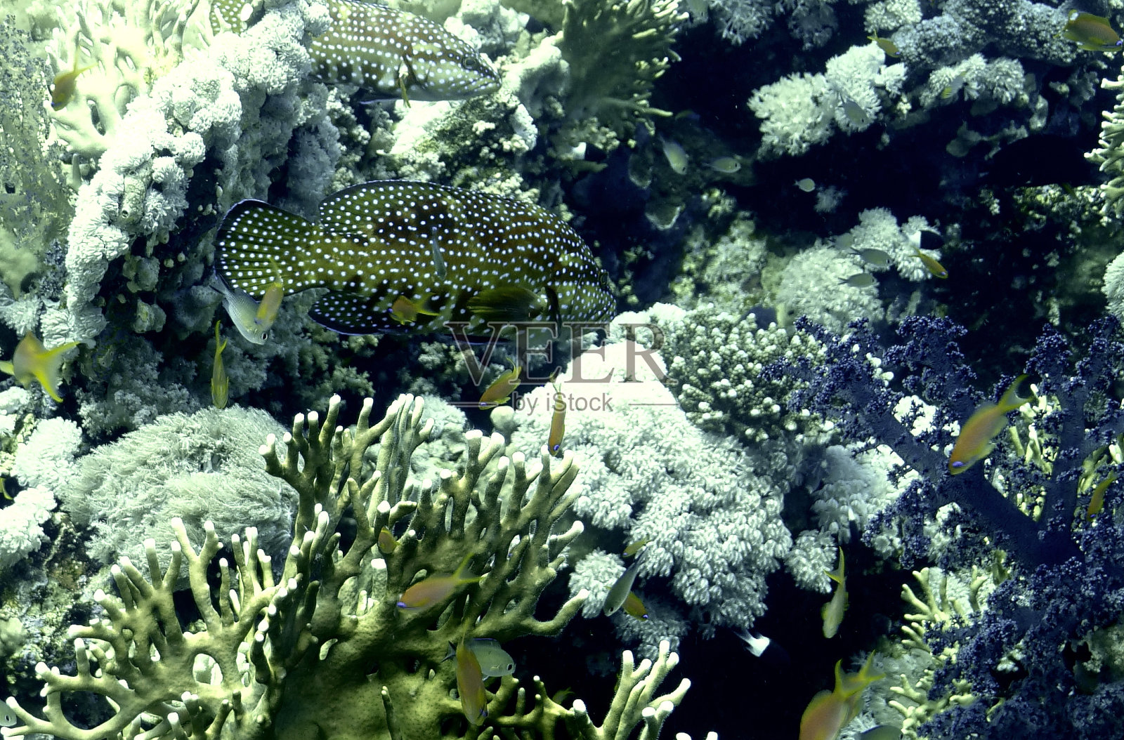 孔雀石斑鱼照片摄影图片