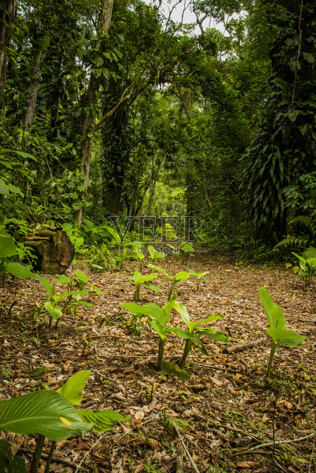 小径穿过热带森林，地面上有干燥的树叶，大树环绕着地方，自然，小径和生态照片摄影图片