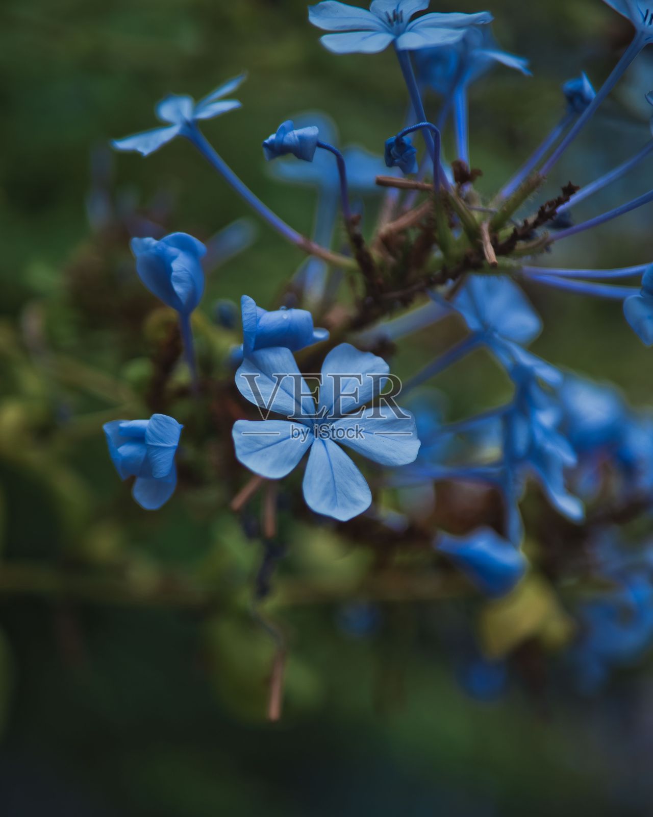 特写美丽的鸡蛋花(鸡蛋花)花在模糊的背景照片摄影图片