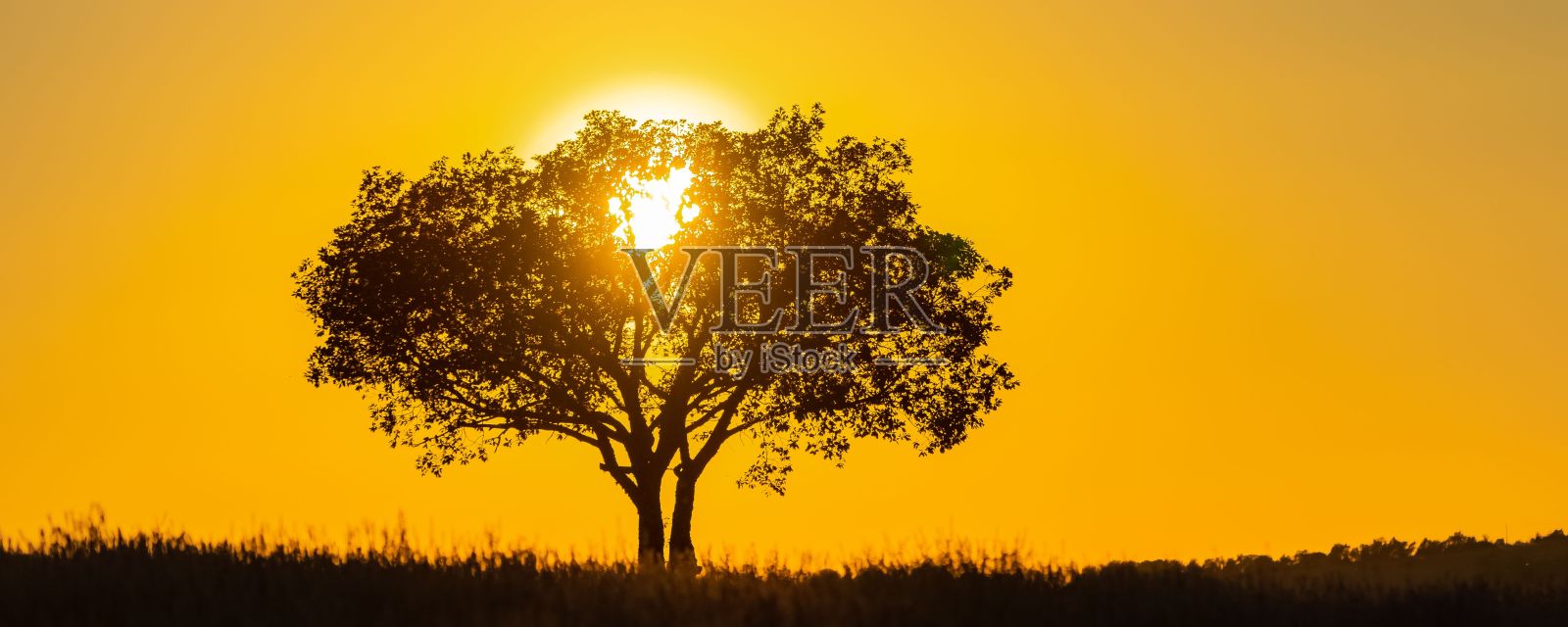 普罗旺斯落日下的树照片摄影图片