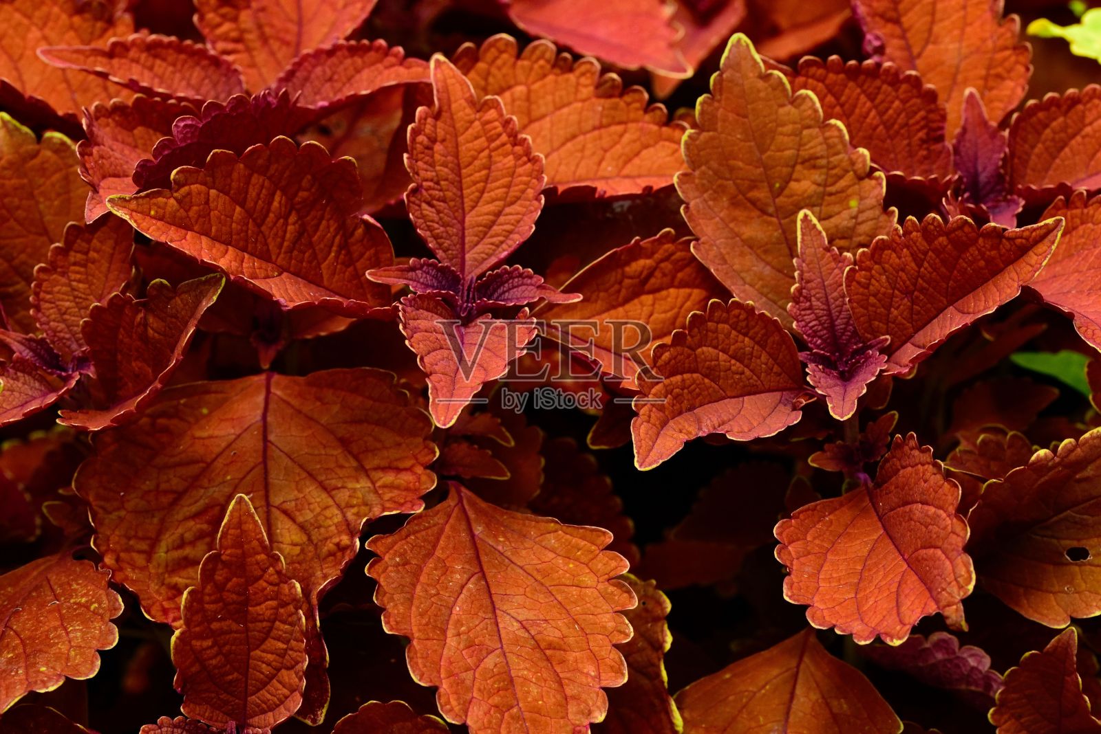 Coleus '主街华尔街'的特写离开照片摄影图片